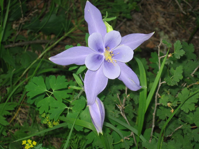 Columbine